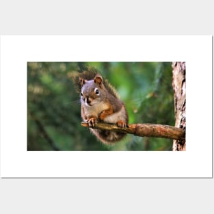 Curious Red Squirrel on the Fir Posters and Art